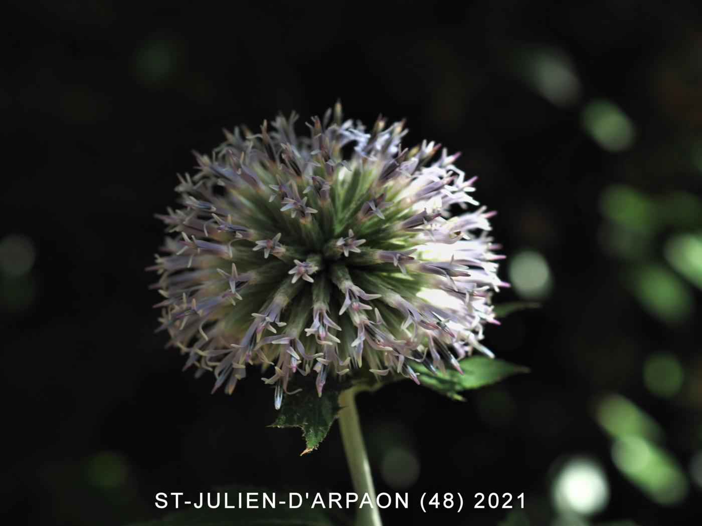 Globe-thistle, Blue flower